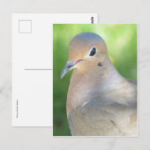 Wandertaube Postkarte (Vorne/Hinten)