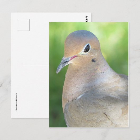 Wandertaube Postkarte (Vorne/Hinten)