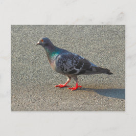 Wandertaube Postkarte
