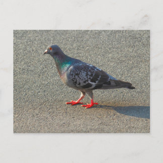 Wandertaube Postkarte