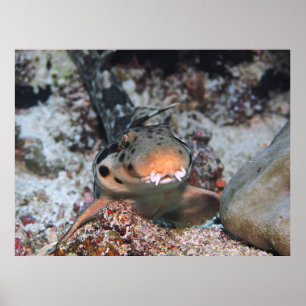 Wanderung Catfshark Portrait Poster