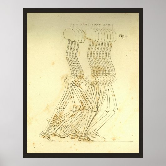 Wanderung Gait Analysis Leg Spine Chiropractic Cha Poster (Vorne)