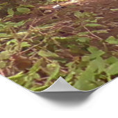 Wanderung im Pinienwald Foto Poster (Ecke)