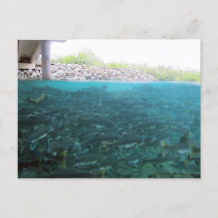 Wanderung von rosa Lachs in Kodiak, Alaska Postkarte