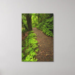 Wanderweg durch den Wald Leinwanddruck