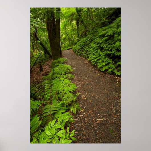 Wanderweg durch den Wald Poster (Vorne)