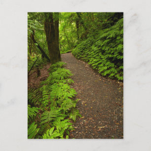 Wanderweg durch den Wald Postkarte