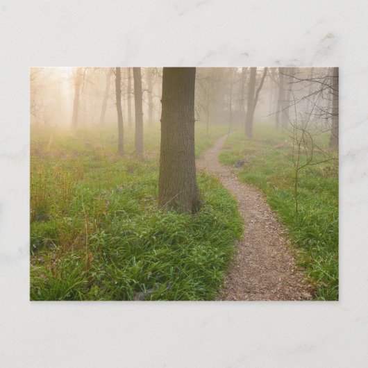Wanderweg führt in eine Waldpostkarte Postkarte (Vorderseite)