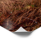 Wanderweg im Sumpf Poster (Ecke)