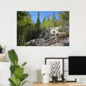 Wanderweg nach Alberta Falls Poster (Heimbüro)