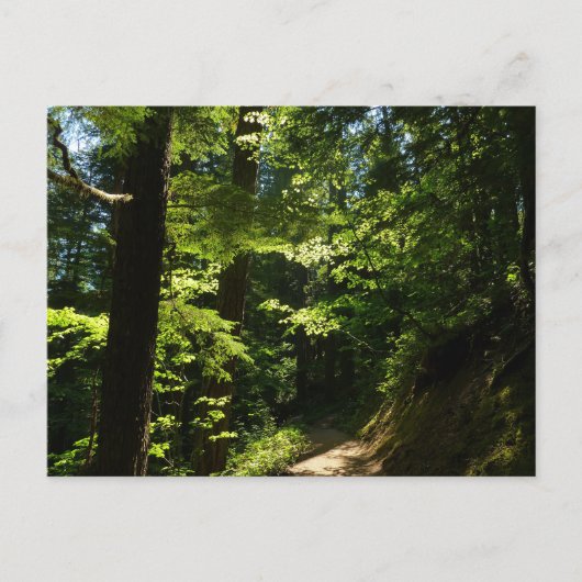 Wanderweg von Silver Falls Postkarte (Vorderseite)