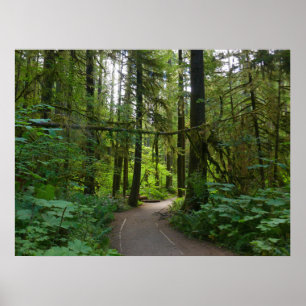 Wanderweg zu den Marymere-Fällen I Poster
