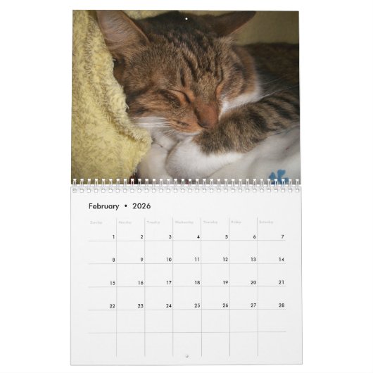 Wandkalender der Schlafenkatzen 2017 (Feb 2026)