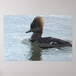 Wandposter mit Kappenente Poster