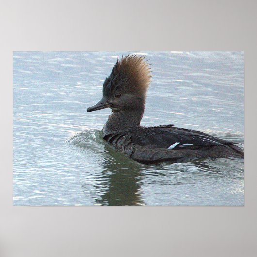 Wandposter mit Kappenente Poster (Vorne)