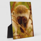 Wangenaffen Fotoplatte (Seite)