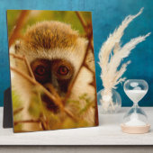 Wangenaffen Fotoplatte (Seite)