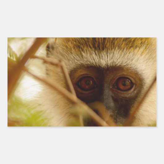 Wangenaffen Rechteckiger Aufkleber (Vorderseite)