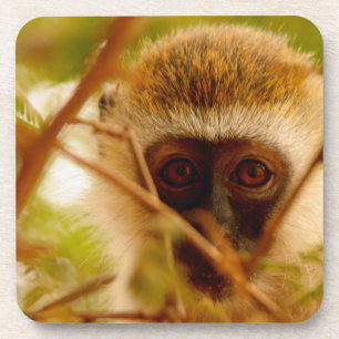 Wangenaffen Untersetzer