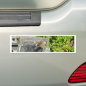 Wangenspinne Autoaufkleber (Auf Auto)