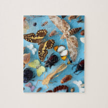 Wanzen, Schmetterlinge und Motten