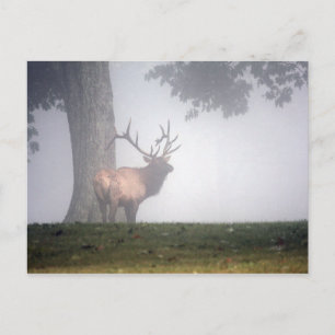 Wapiti-Bulle Postkarte