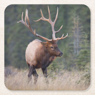Wapiti der Rocky Mountains Rechteckiger Pappuntersetzer
