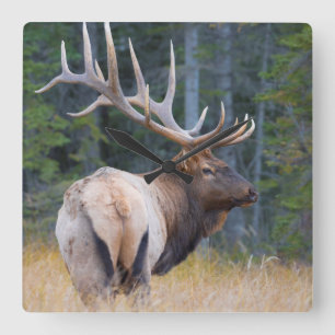 Wapiti-Elch Quadratische Wanduhr