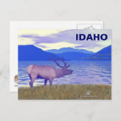 Wapiti (Elk) am See Postkarte (Vorne/Hinten)