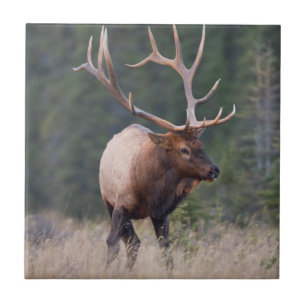 Wapiti-Hirsch Fliese