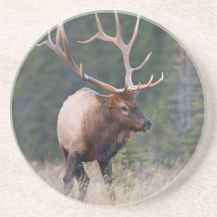 Wapiti-Hirsch Getränkeuntersetzer