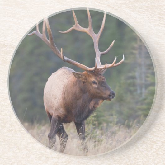 Wapiti-Hirsch Getränkeuntersetzer (Vorne)