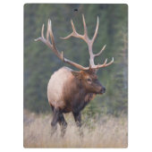 Wapiti-Hirsch Klemmbrett (Rückseite)