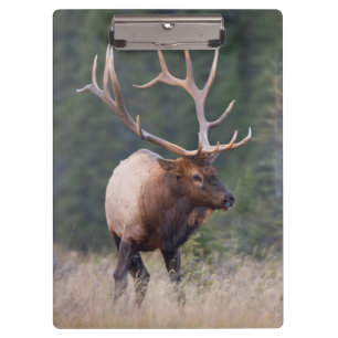 Wapiti-Hirsch Klemmbrett