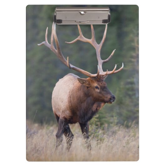 Wapiti-Hirsch Klemmbrett (Vorderseite)