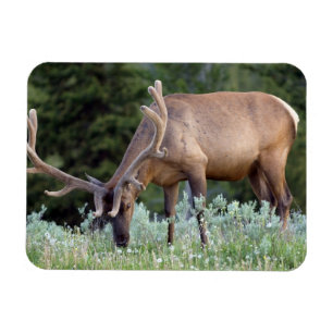 Wapiti-Hirsch mit Geweih im Samt beim Grasen Magnet