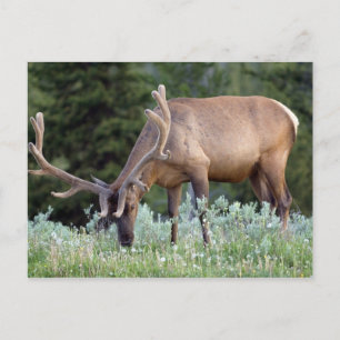 Wapiti-Hirsch mit Geweih im Samt beim Grasen Postkarte