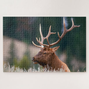 Wapiti im Yellowstone-Nationalpark Puzzle