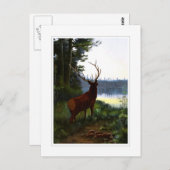 Wapiti oder Elk Postkarte (Vorne/Hinten)
