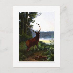 Wapiti oder Elk Postkarte