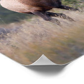 Wapiti Poster (Ecke)