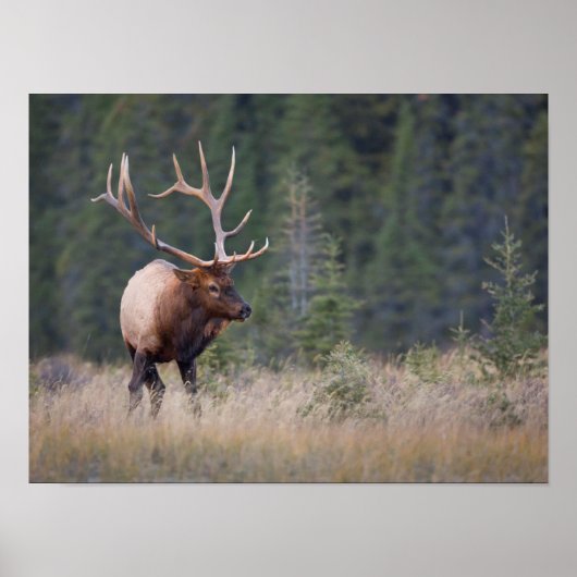 Wapiti Poster (Vorne)