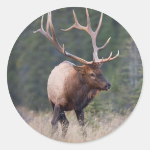Wapiti Runder Aufkleber