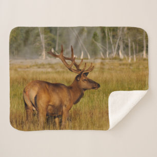 Wapiti   Yellowstone National Park Sherpadecke