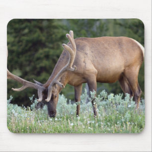 Wapitibull mit Geweih im Samt beim Grasen Mousepad