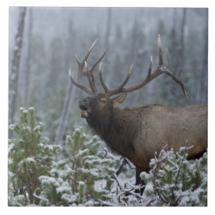 Wapitihirsch im Schnee rufend, röhrend, Yellowston Fliese