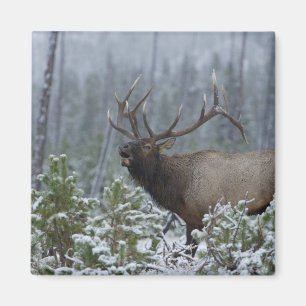 Wapitihirsch im Schnee rufend, röhrend, Yellowston Magnet
