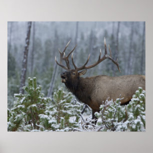 Wapitihirsch im Schnee rufend, röhrend, Yellowston Poster