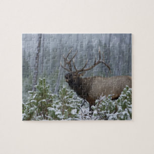 Wapitihirsch im Schnee rufend, röhrend, Yellowston Puzzle
