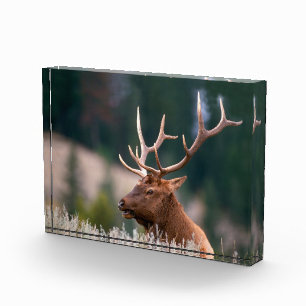 Wapitihirsch Yellowstone-Nationalpark Fotoblock